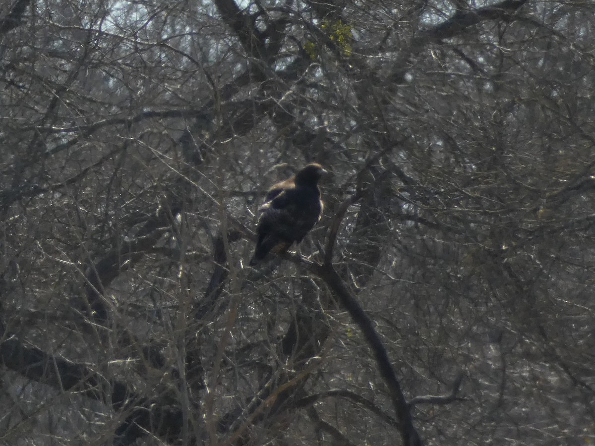 Red-tailed Hawk (Harlan's) - ML412507811