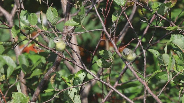 Philadelphia Vireo - ML412507891