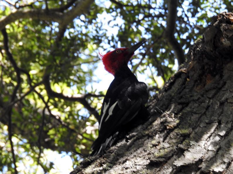 Magellanic Woodpecker - ML412508361