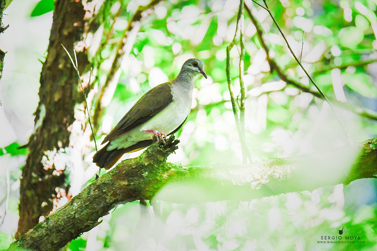 Violaceous Quail-Dove - ML412508951