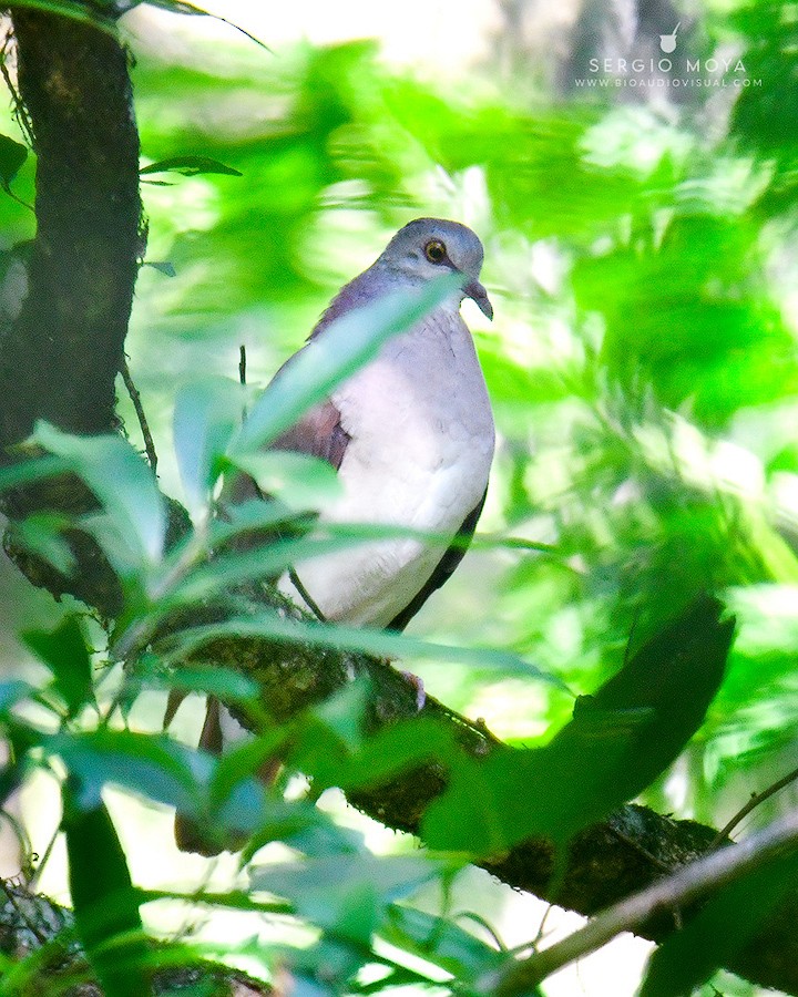 Violaceous Quail-Dove - ML412508981