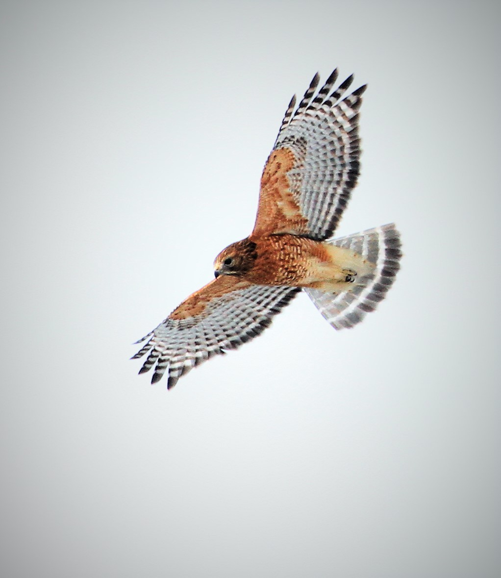 Red-shouldered Hawk - Gisèle Labonté