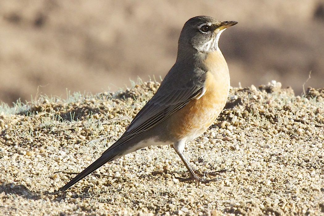 American Robin - ML41251021