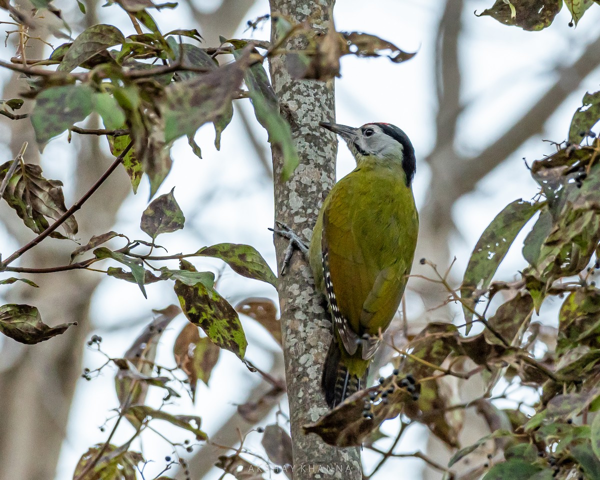 Gray-headed Woodpecker - ML412510461