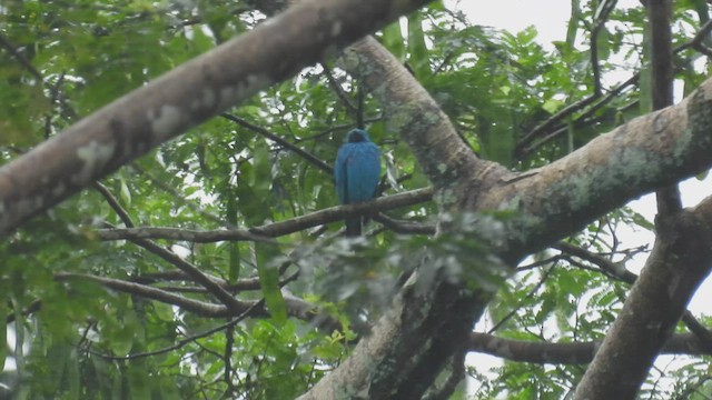 Plum-throated Cotinga - ML412512691