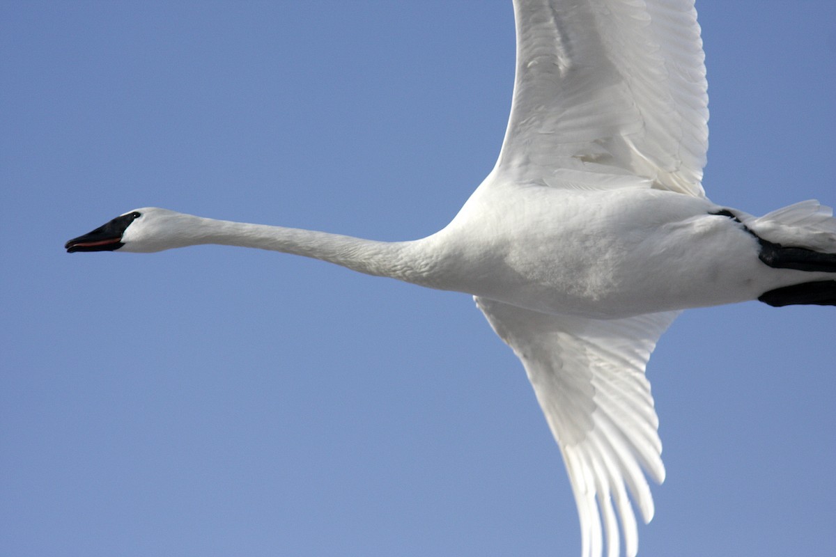 Trumpeter Swan - ML41251431