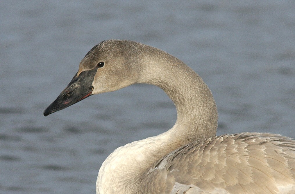 Trumpeter Swan - ML41251441