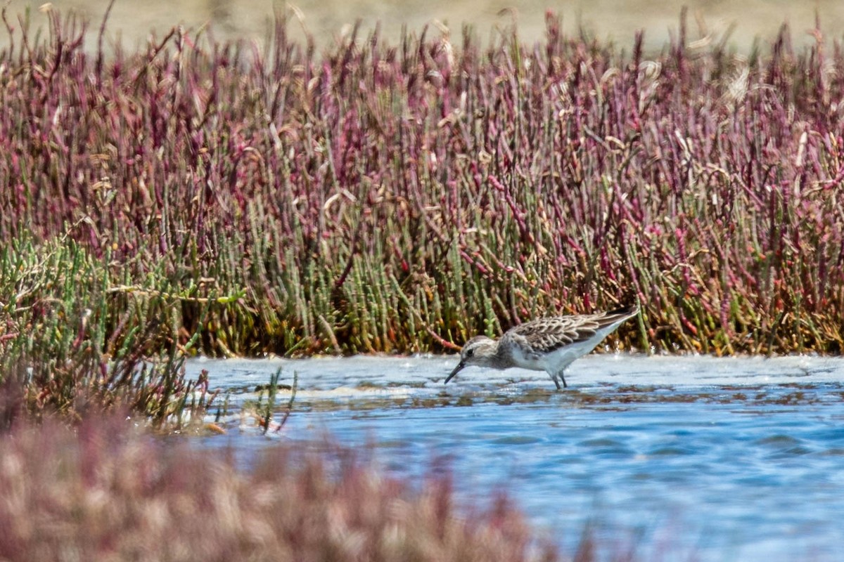 Long-toed Stint - ML412515251