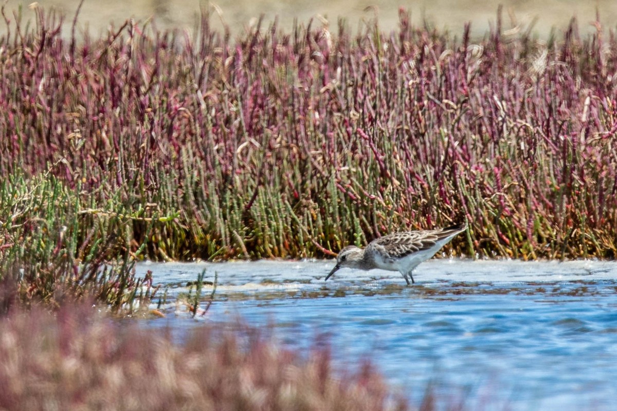 Langzehen-Strandläufer - ML412515251