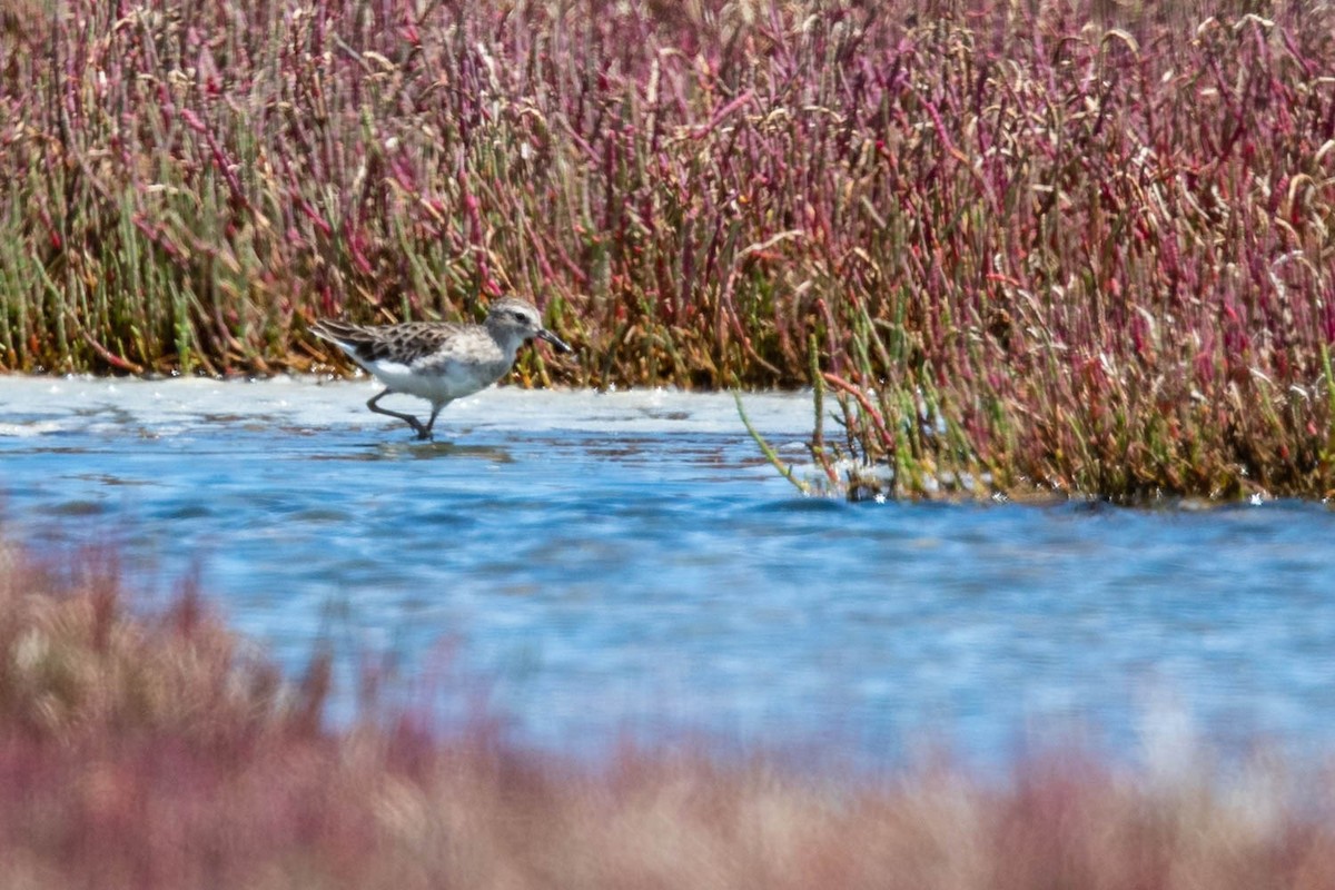 Langzehen-Strandläufer - ML412515381