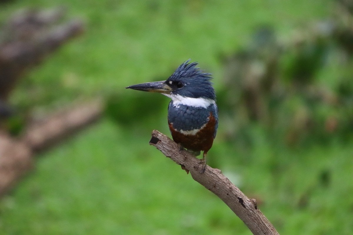 Ringed Kingfisher - ML412515431