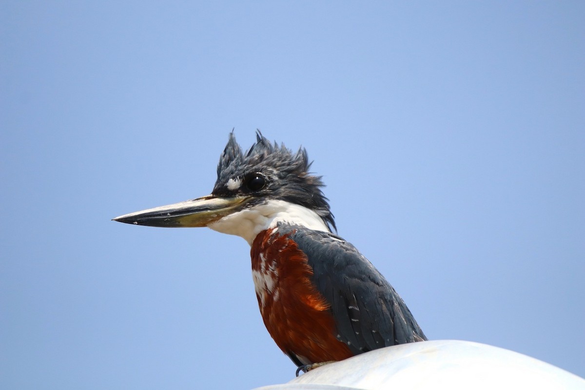 Ringed Kingfisher - ML412515461