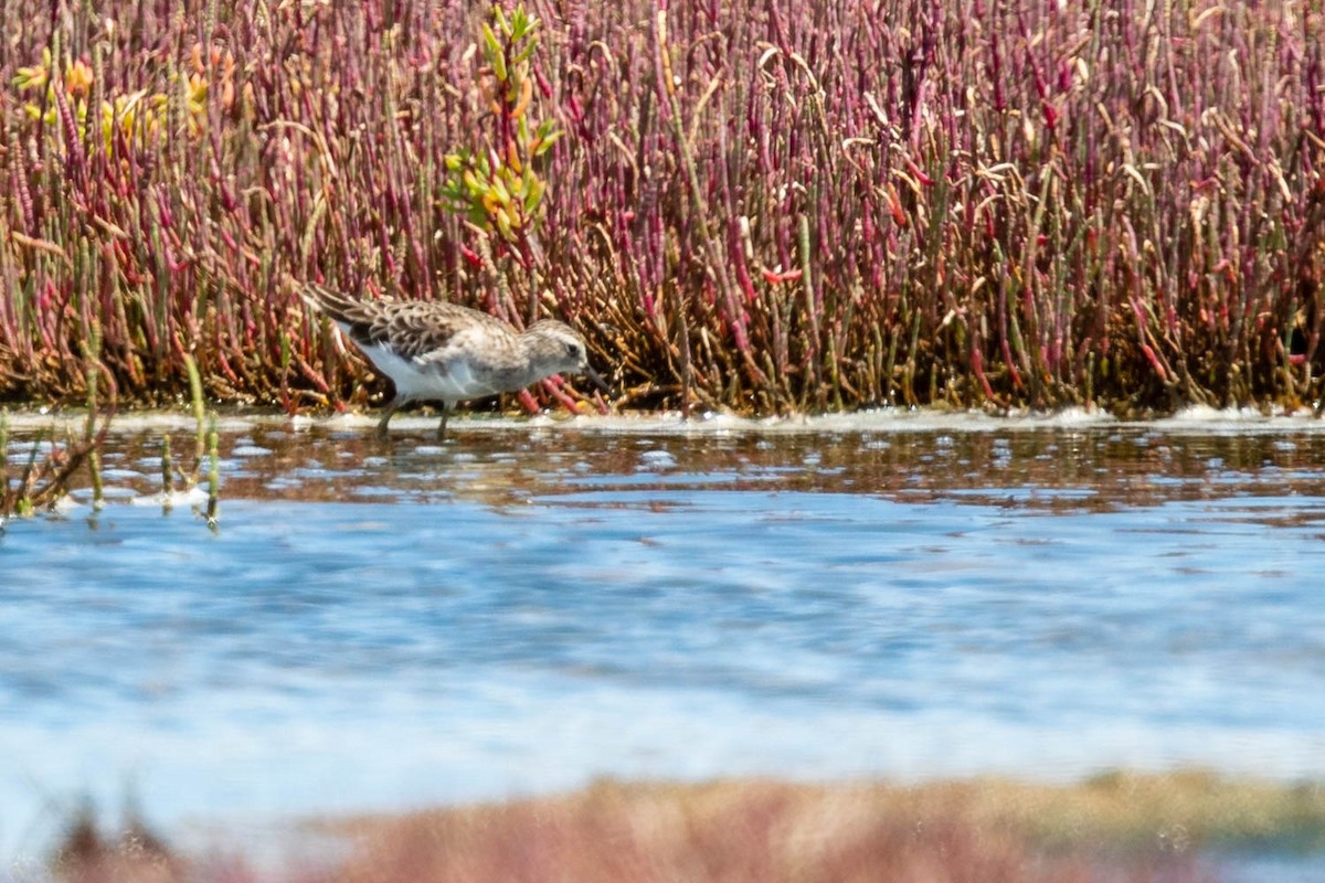 Langzehen-Strandläufer - ML412515471