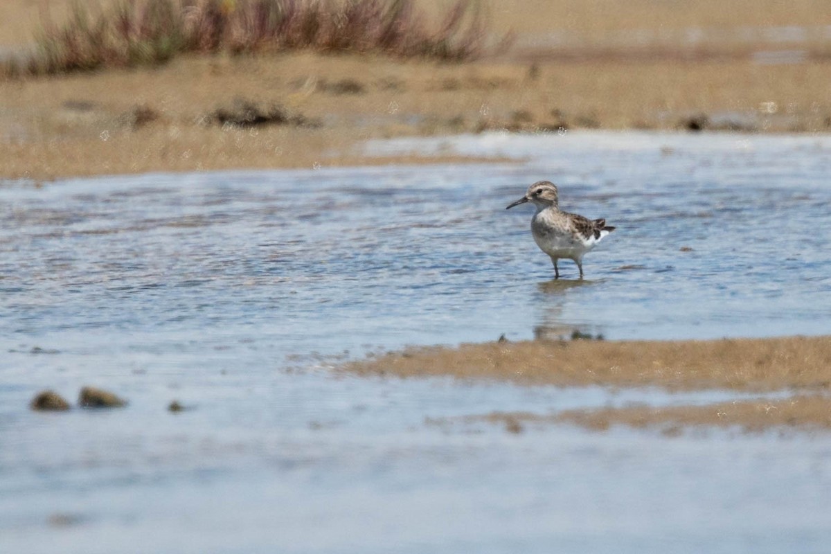 Langzehen-Strandläufer - ML412515591