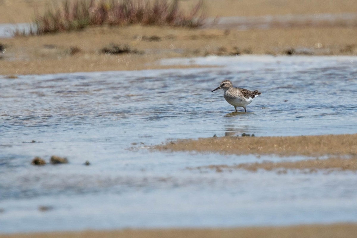 Langzehen-Strandläufer - ML412515671