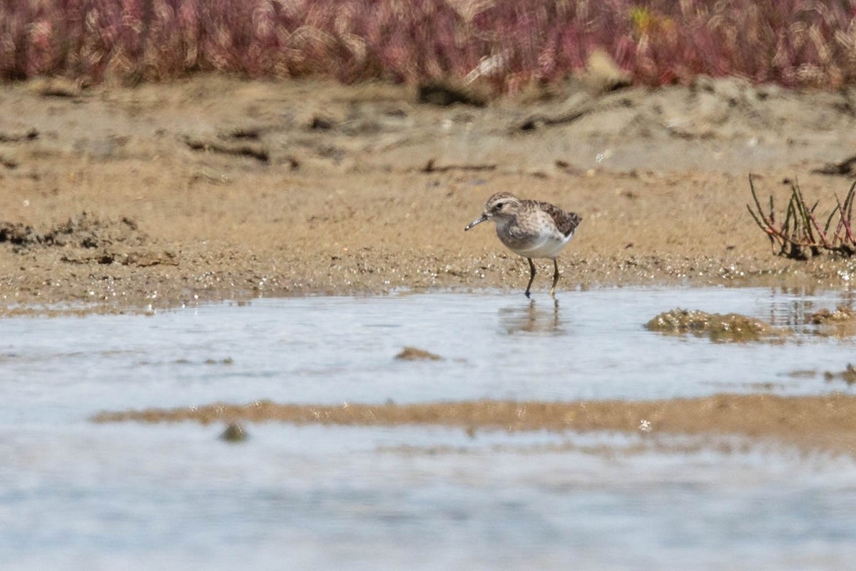 Langzehen-Strandläufer - ML412515791