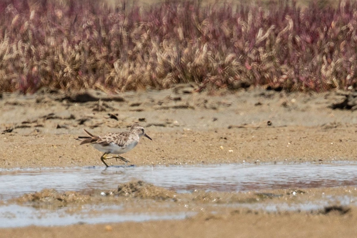 Langzehen-Strandläufer - ML412515931