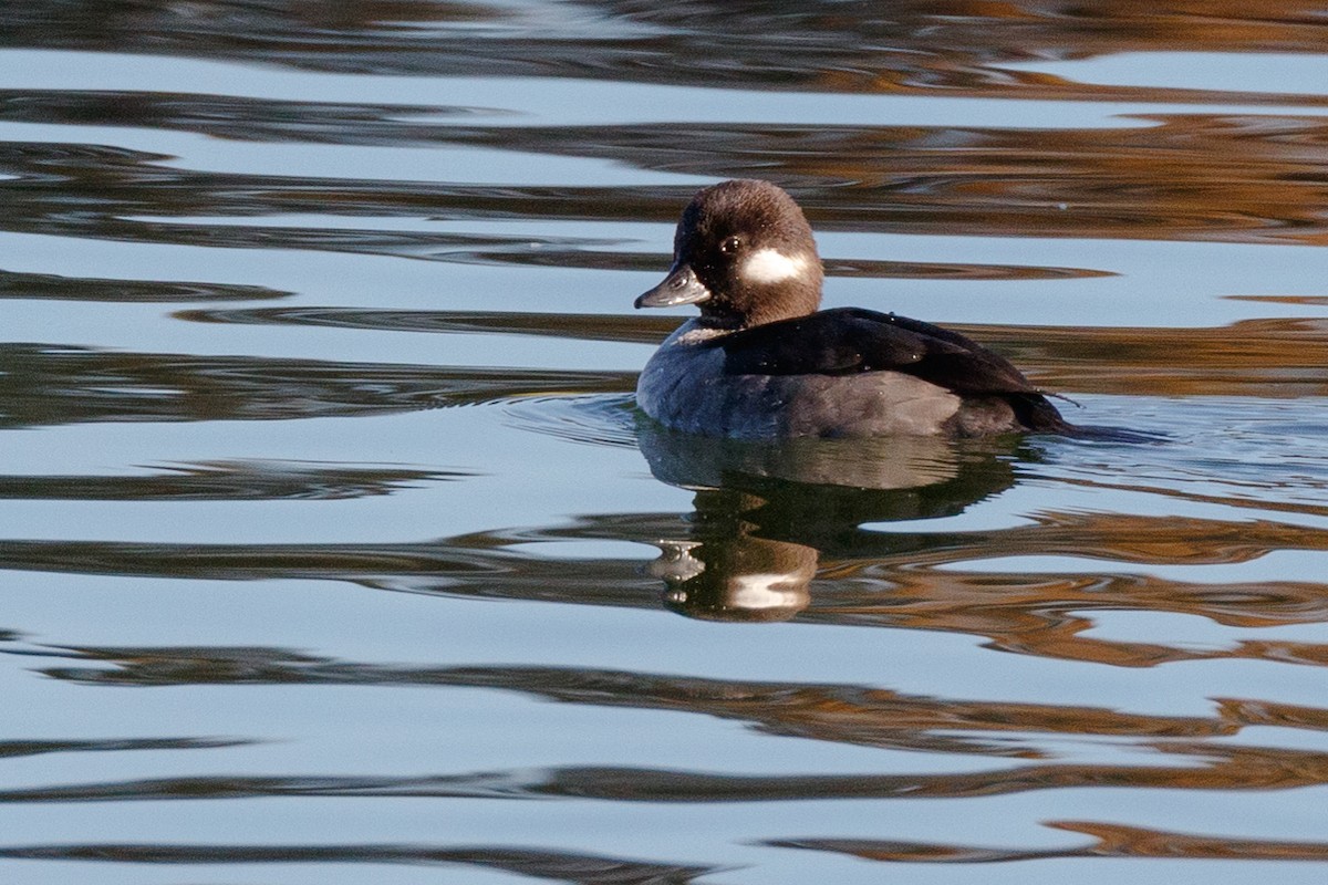 Bufflehead - ML412516651