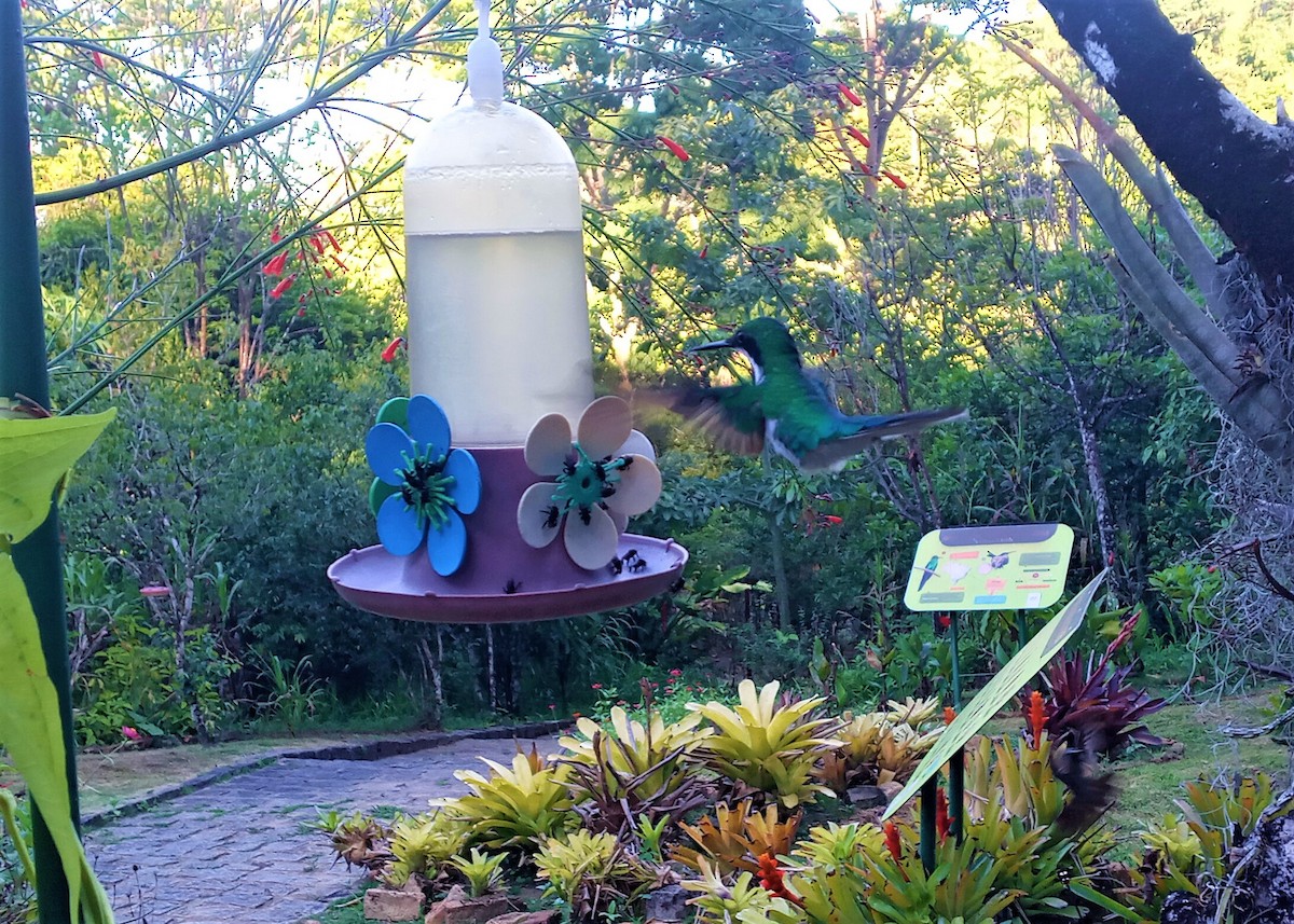 Черноухая колибри-фея - ML412519971
