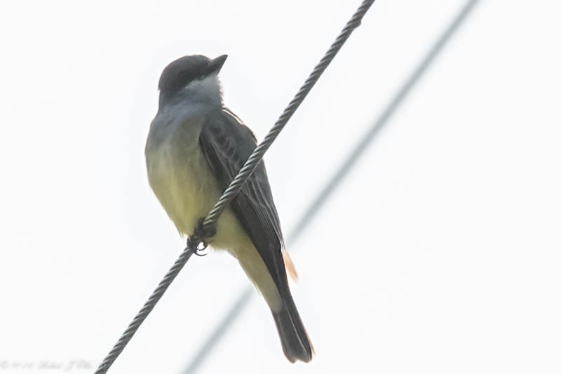 Cassin's Kingbird - Bob Ellis