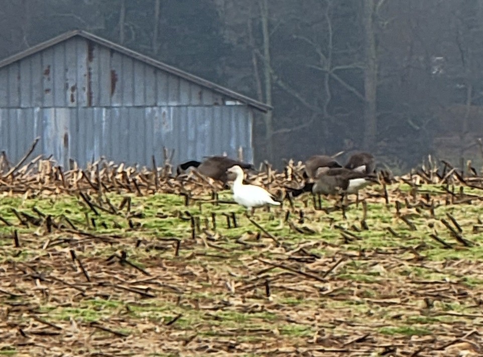 Snow Goose - ML412521941