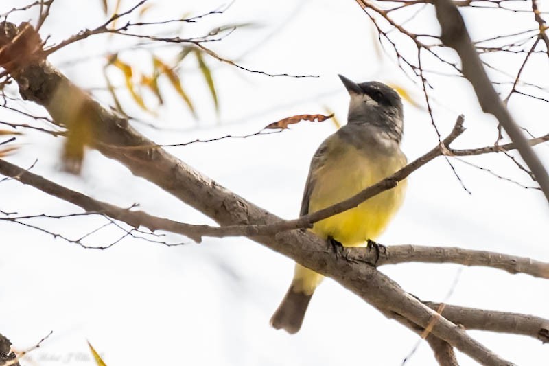 Cassin's Kingbird - ML41252201