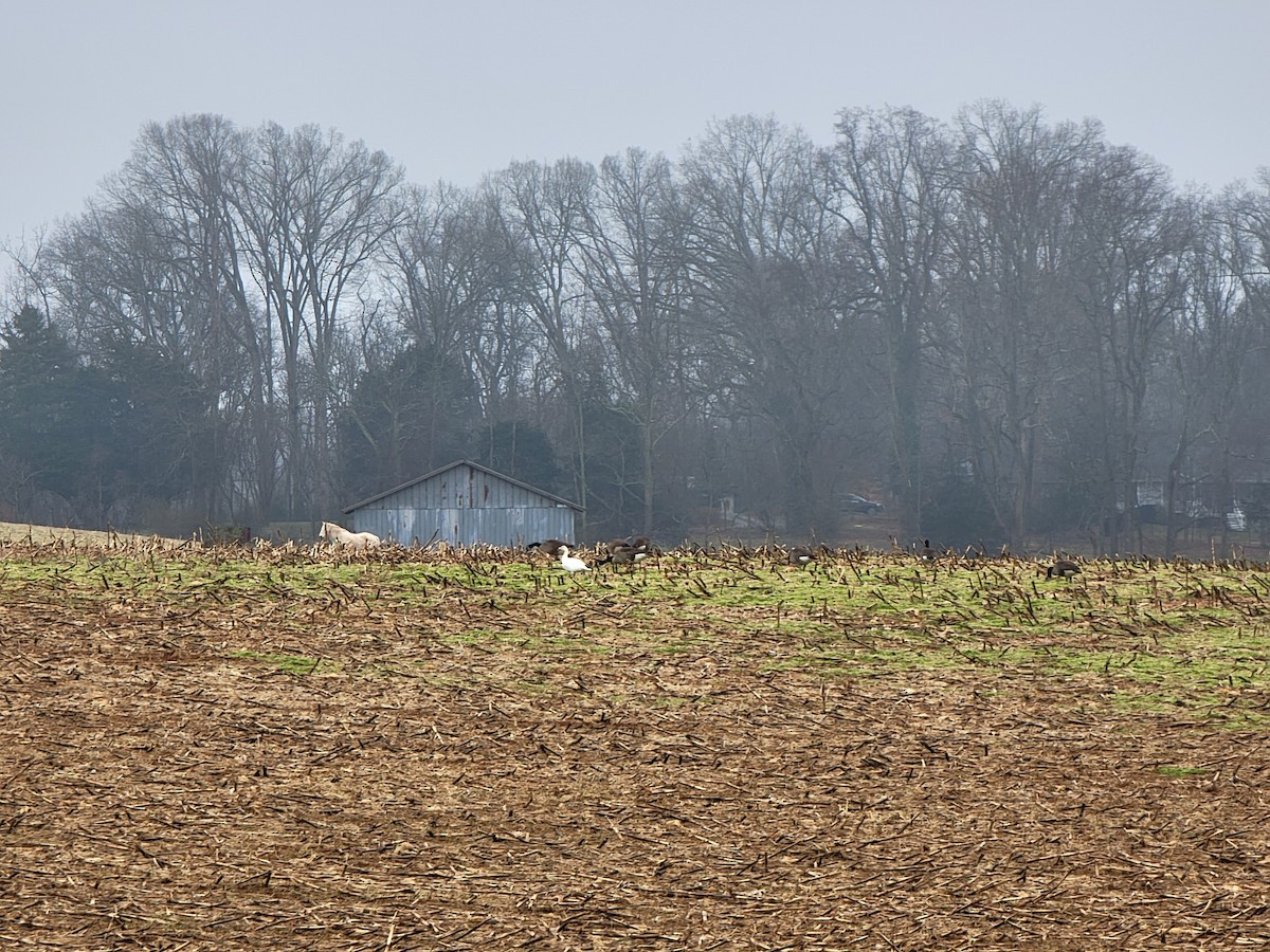 Snow Goose - ML412522211