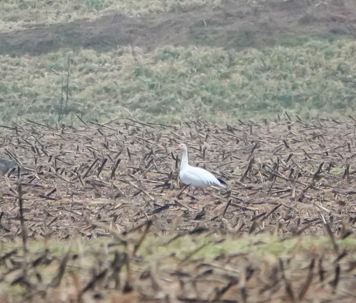 Snow Goose - ML412522831