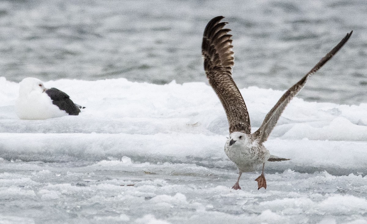 Great Black-backed Gull - ML412523661