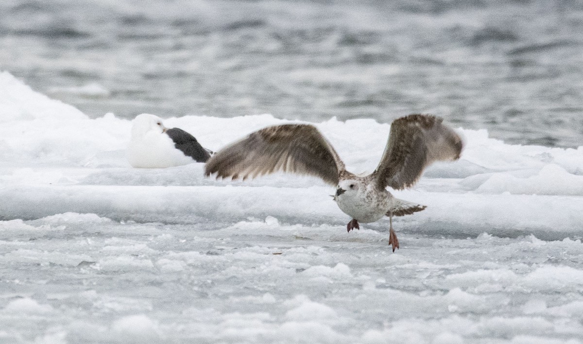 Great Black-backed Gull - ML412523731