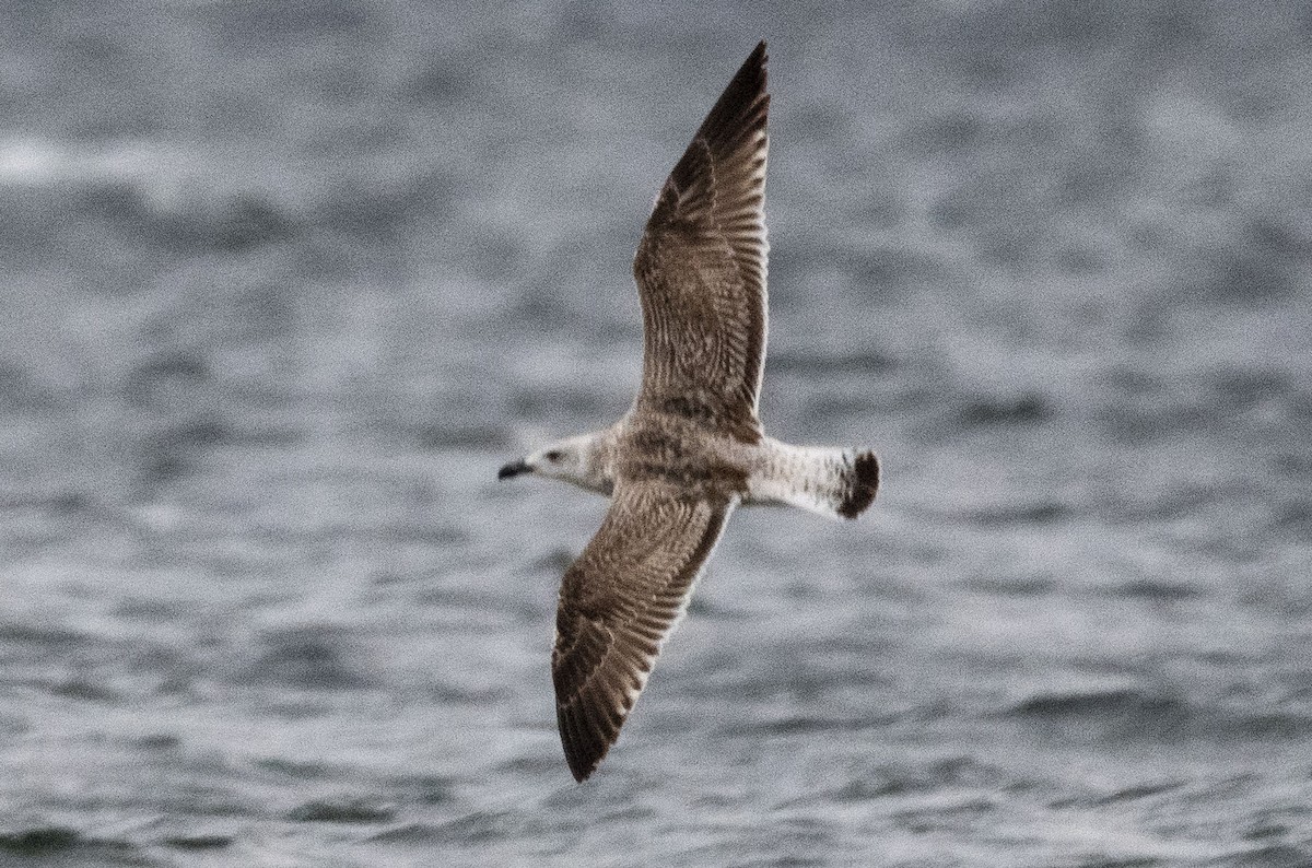 Great Black-backed Gull - ML412523921