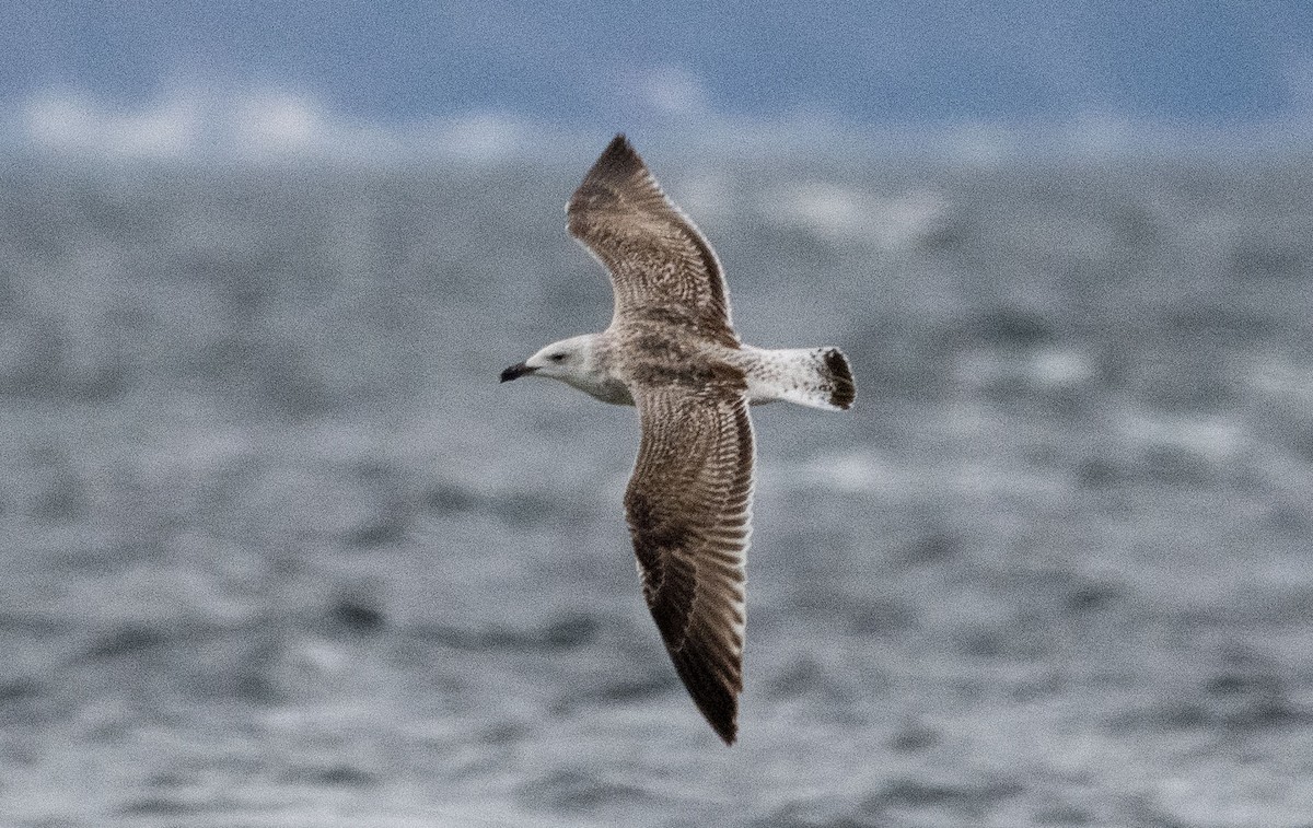 Great Black-backed Gull - ML412523941