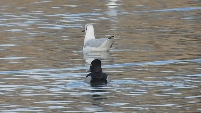 Ring-necked Duck - ML412524091