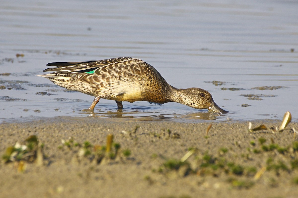 Green-winged Teal - Tomica Rubinić