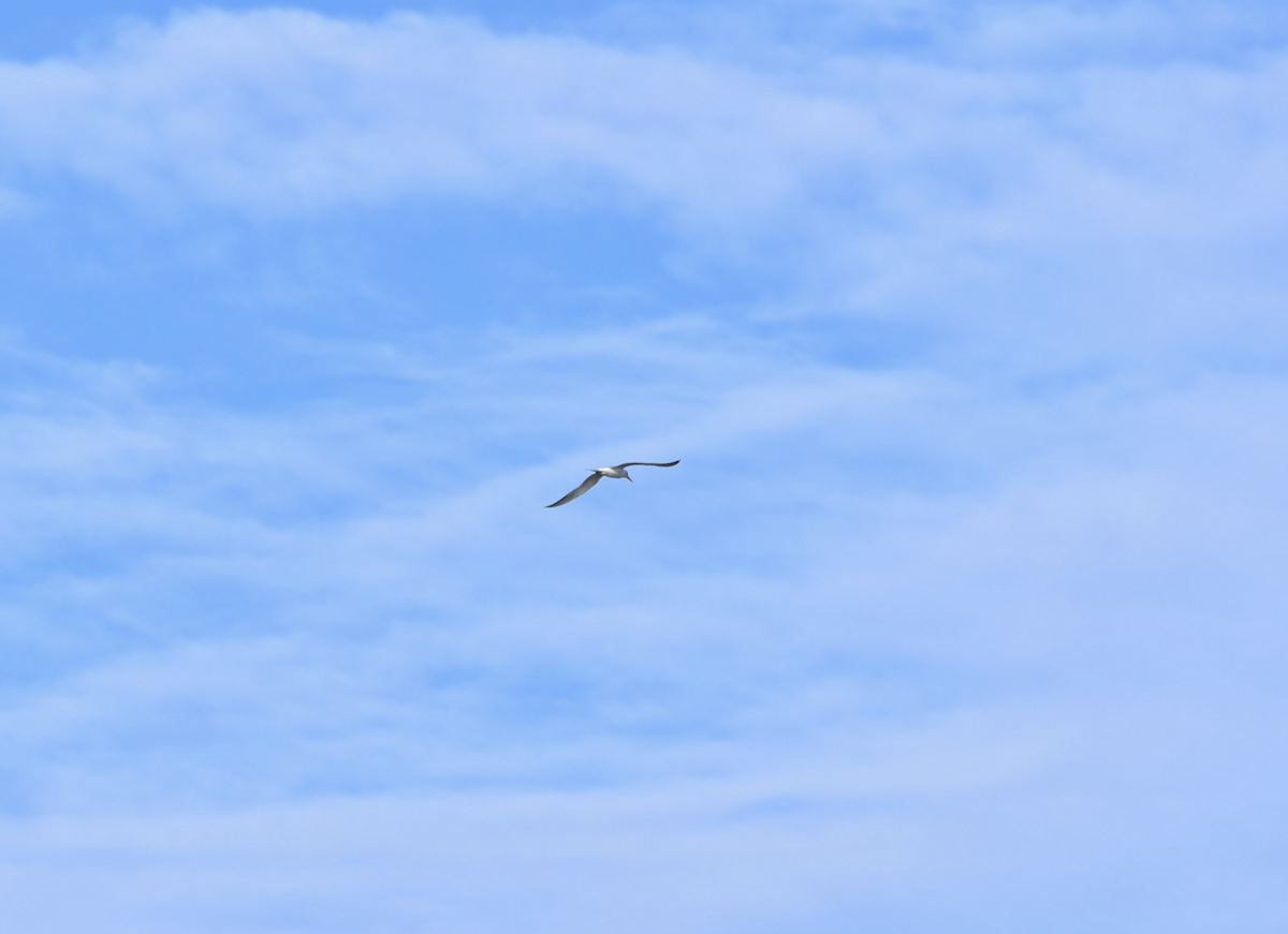 Royal Tern - ML412524661