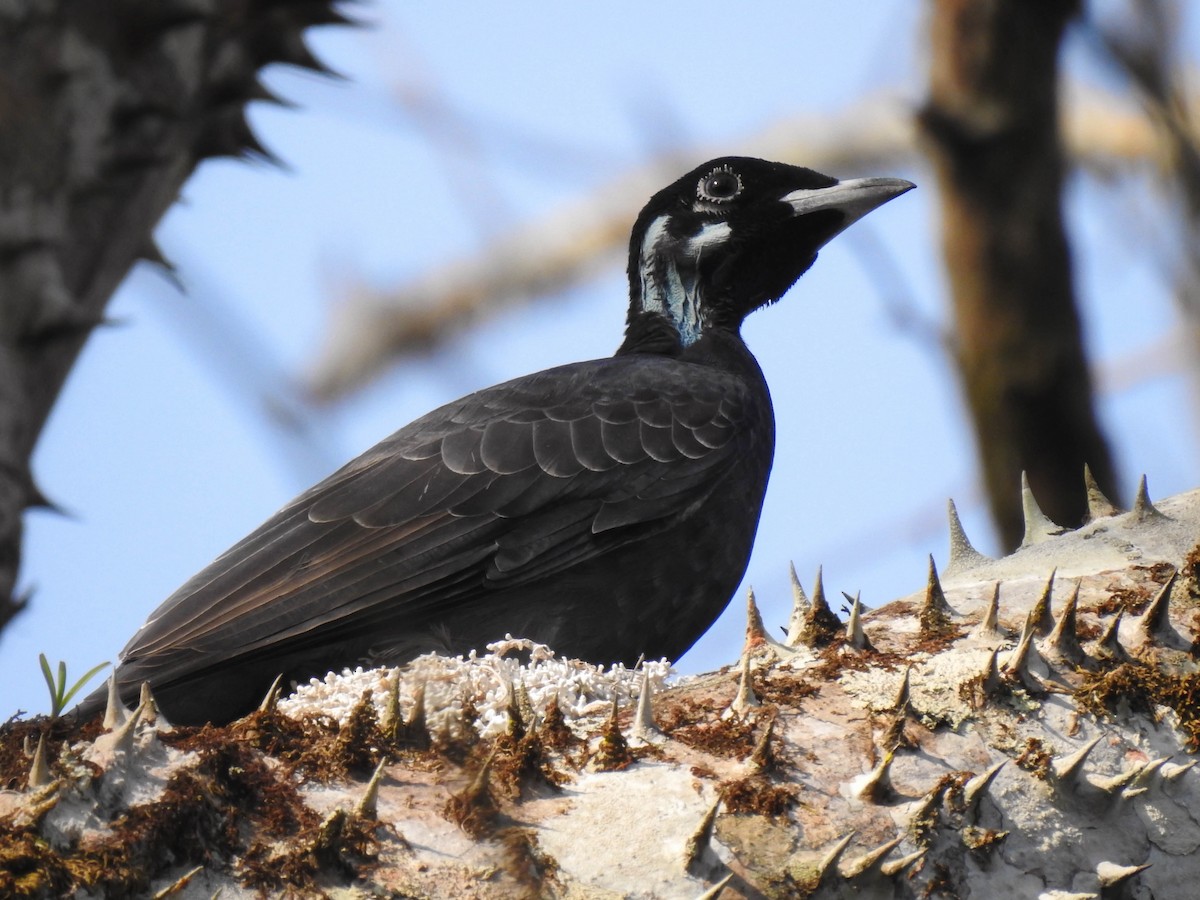 Bare-necked Fruitcrow - ML412525871