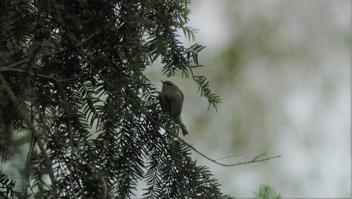 Common Firecrest - Jan Roedolf