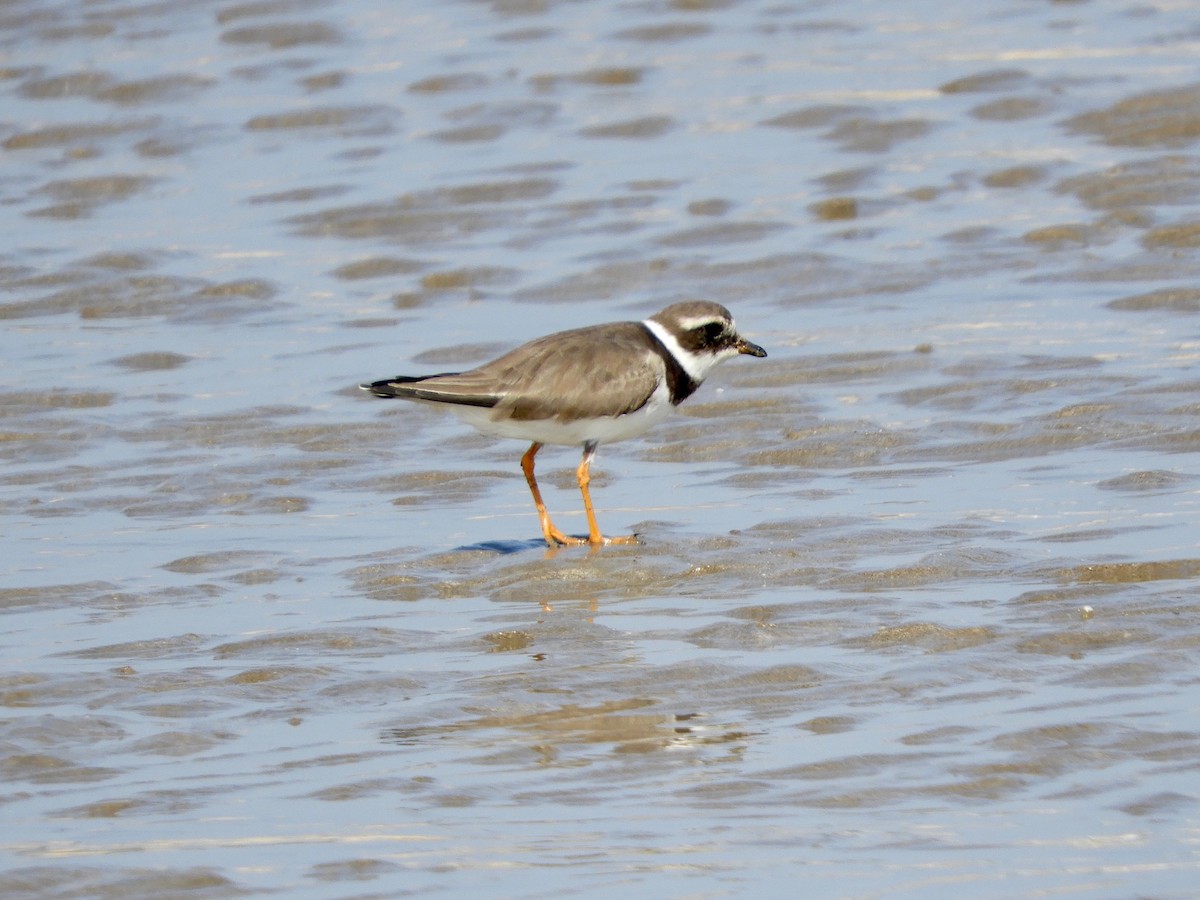 Common Ringed Plover - ML412528951