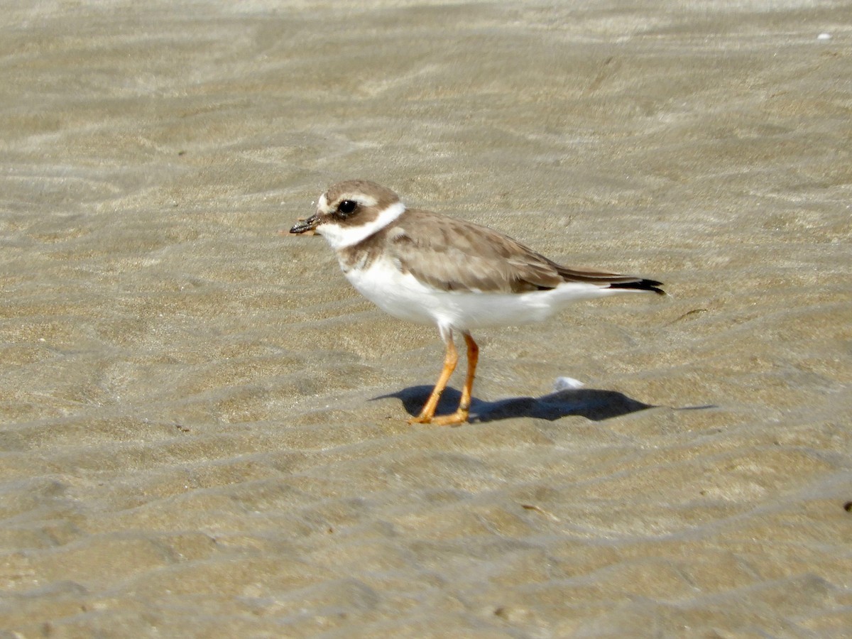 Common Ringed Plover - ML412528971