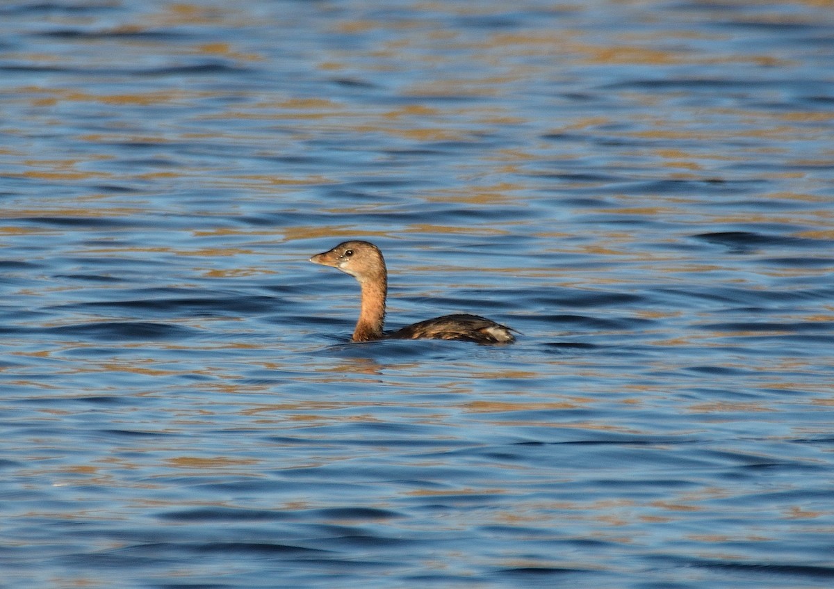 Pied-billed Grebe - ML41253061