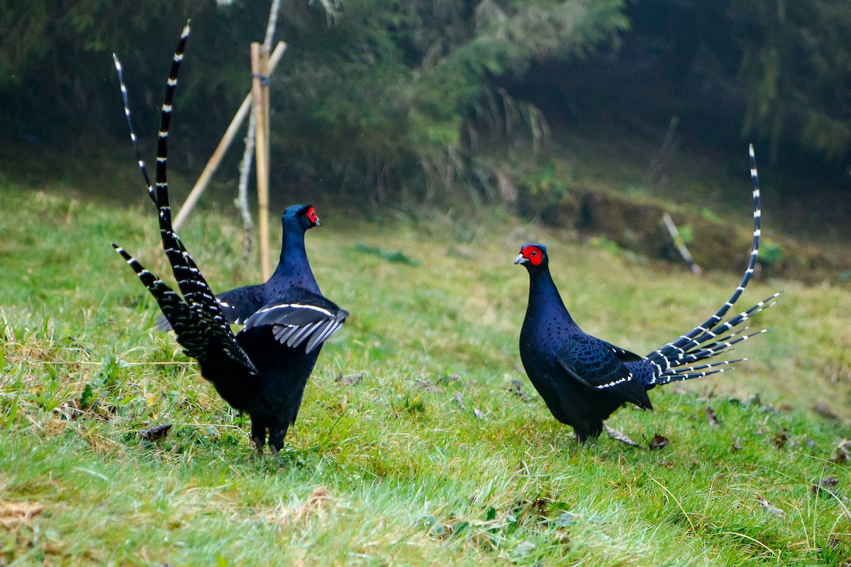 Mikado Pheasant - ML412531371