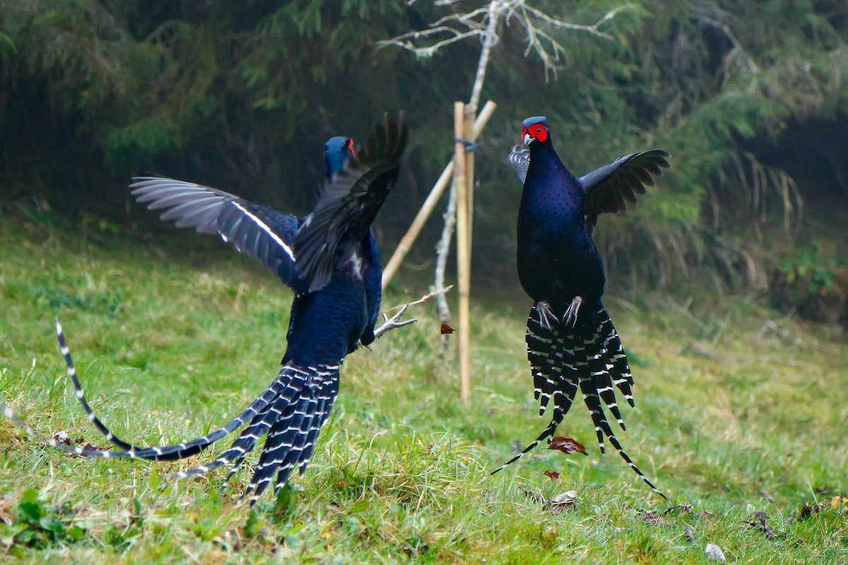 Mikado Pheasant - ML412531381