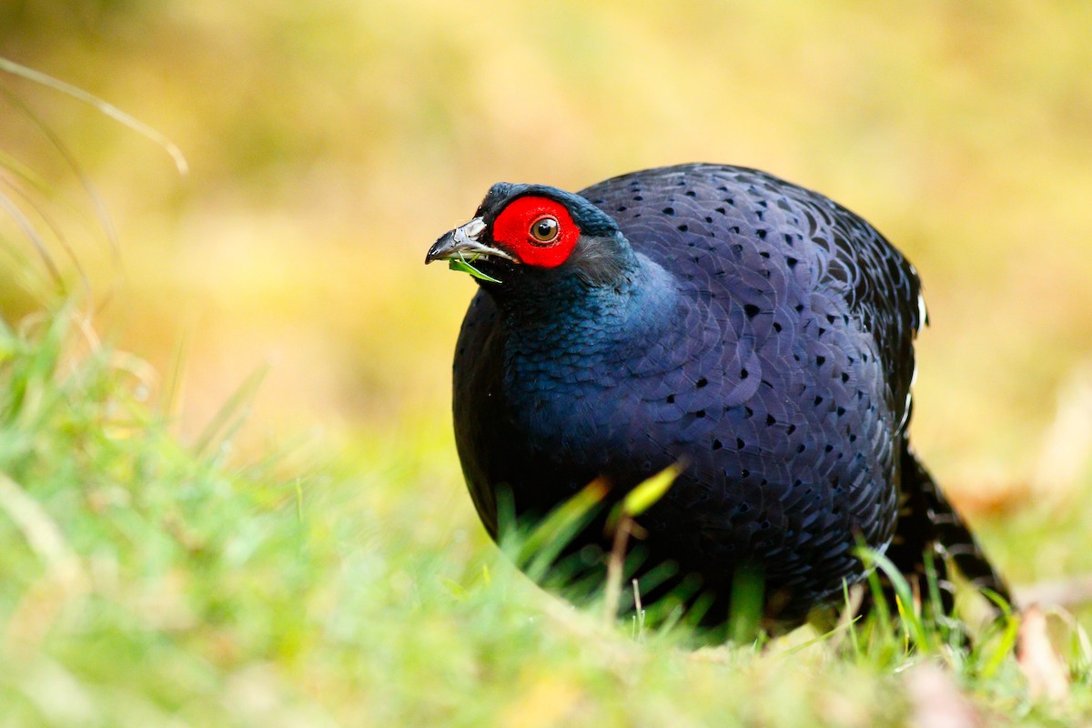 Mikado Pheasant - ML412531471