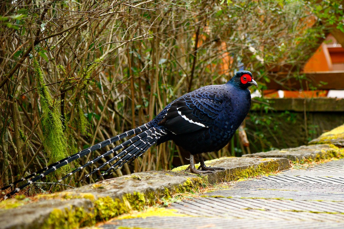 Mikado Pheasant - ML412531631