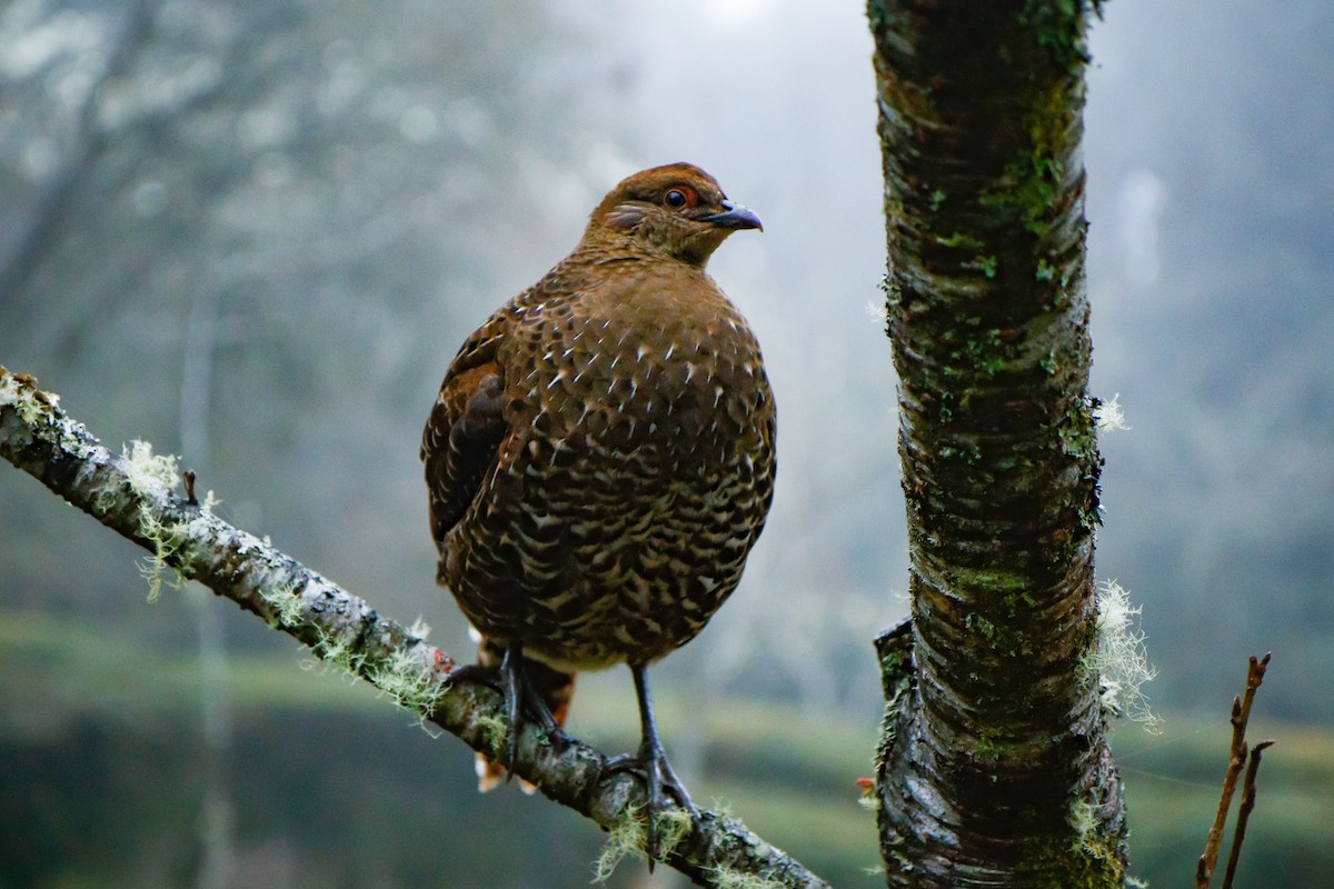 Mikado Pheasant - ML412531661