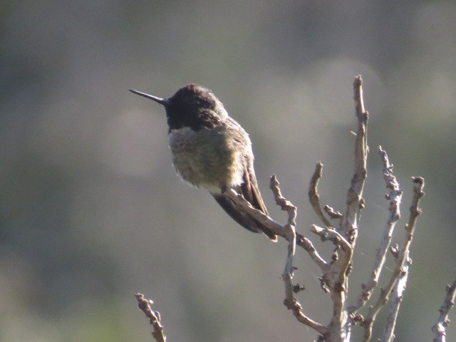 Anna's Hummingbird - Bob Greenleaf