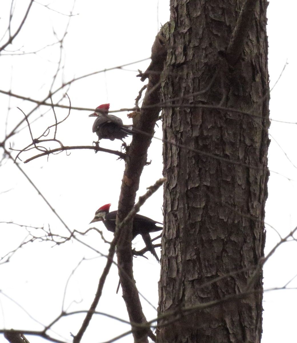 Pileated Woodpecker - ML412532471