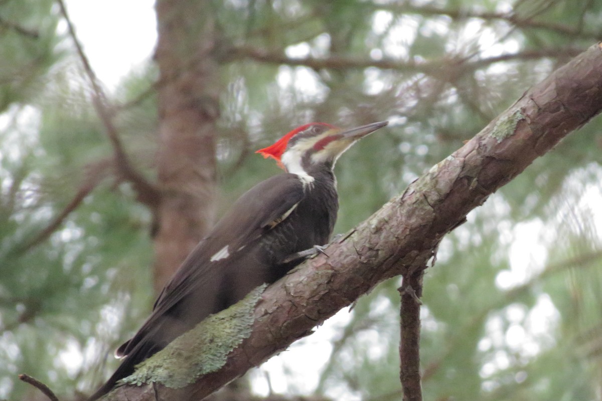 Pileated Woodpecker - ML412532491