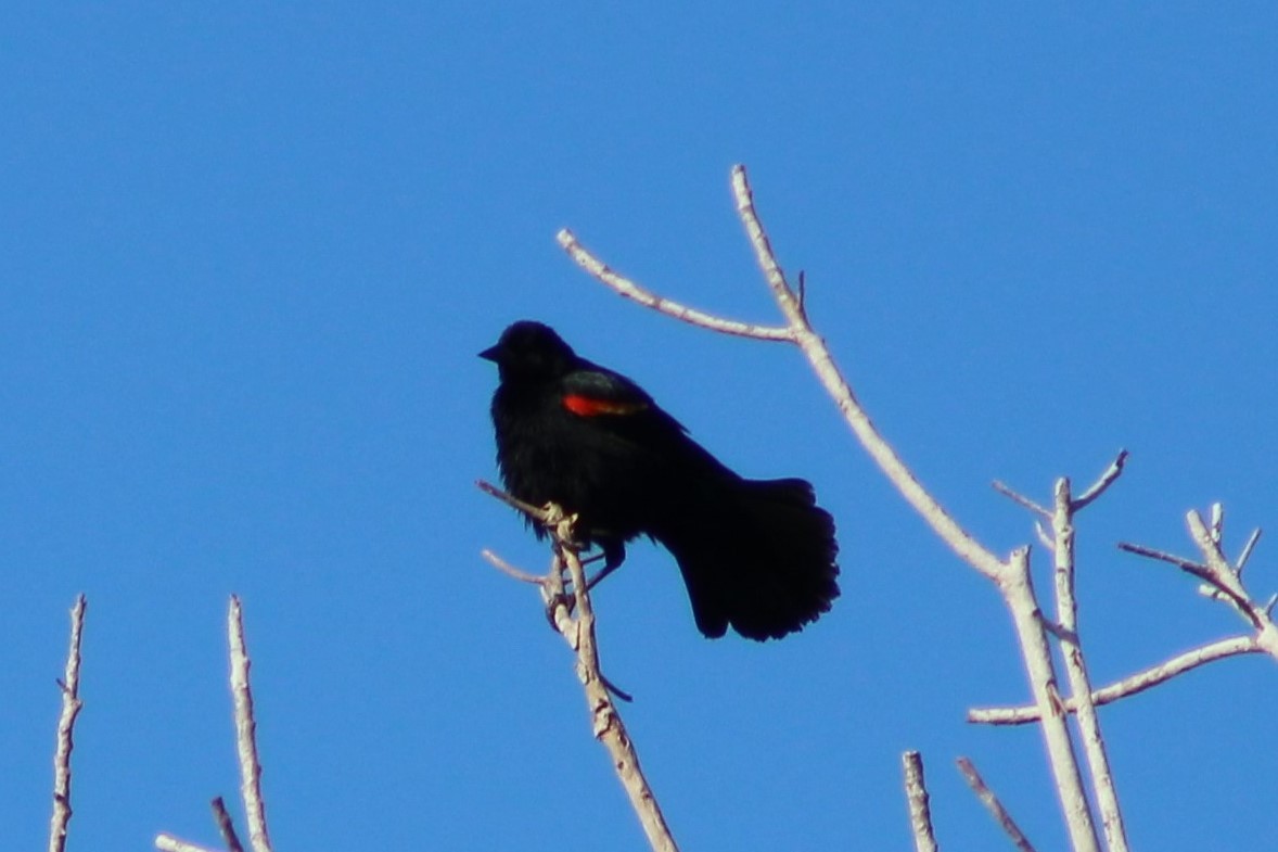 Red-winged Blackbird - Karen Ormon