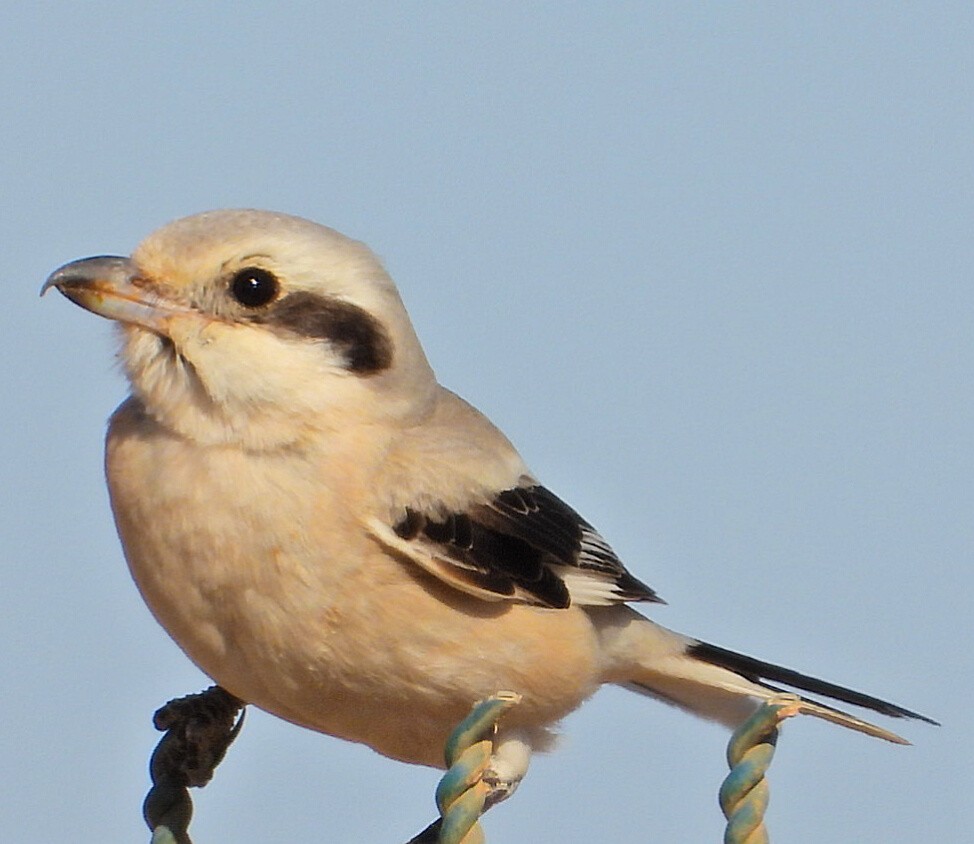 Great Gray Shrike - ML412537371